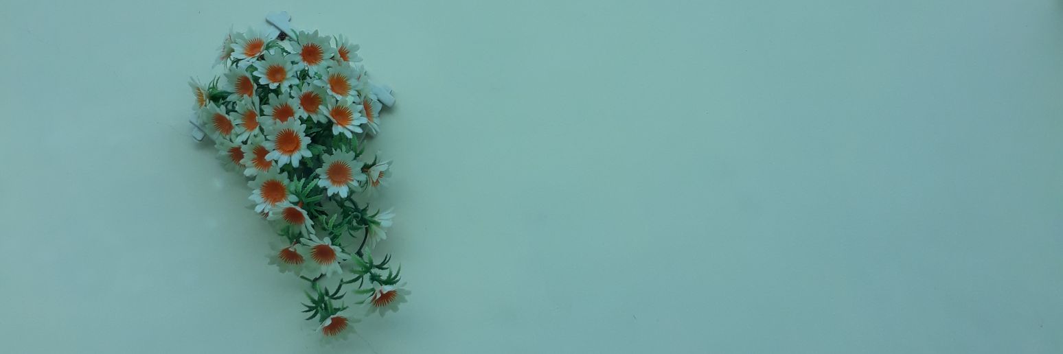 🐰 banner