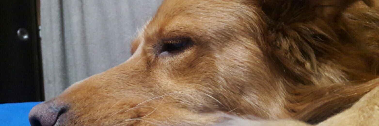 Diferlozi's profile banner image