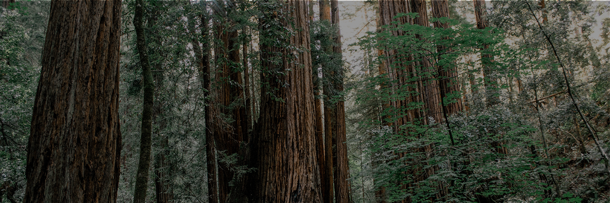 Open Evidence banner