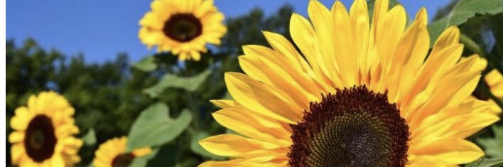sarah_strout's profile banner image