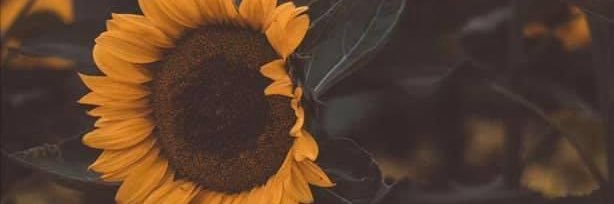 RelevantSummer_'s profile banner image