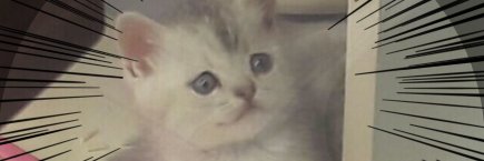 檸檬猫LEMONECO banner