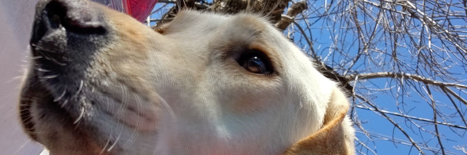 BarbyNuss's profile banner image