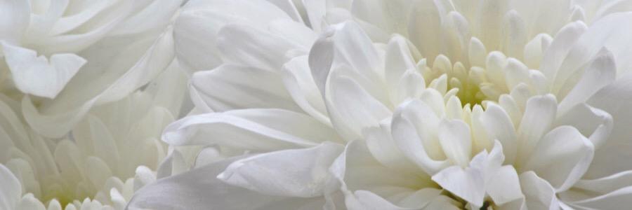 Zham12345's profile banner image