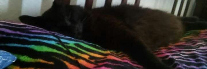 Megatron’s employee of the month 🌹🇺🇸 banner