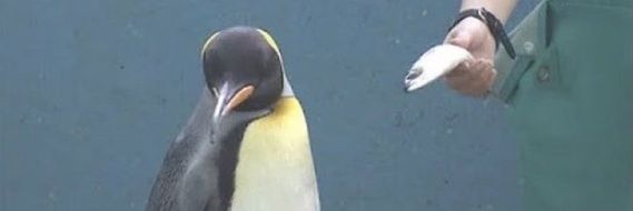 ARABIN👶来年から本気出す banner