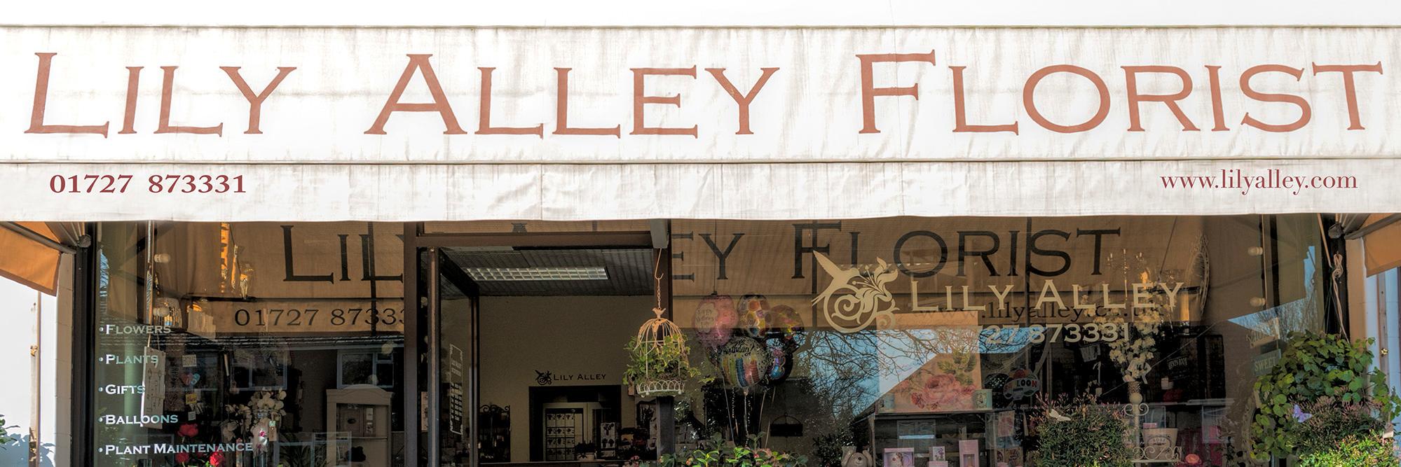 LilyAlley's profile banner image