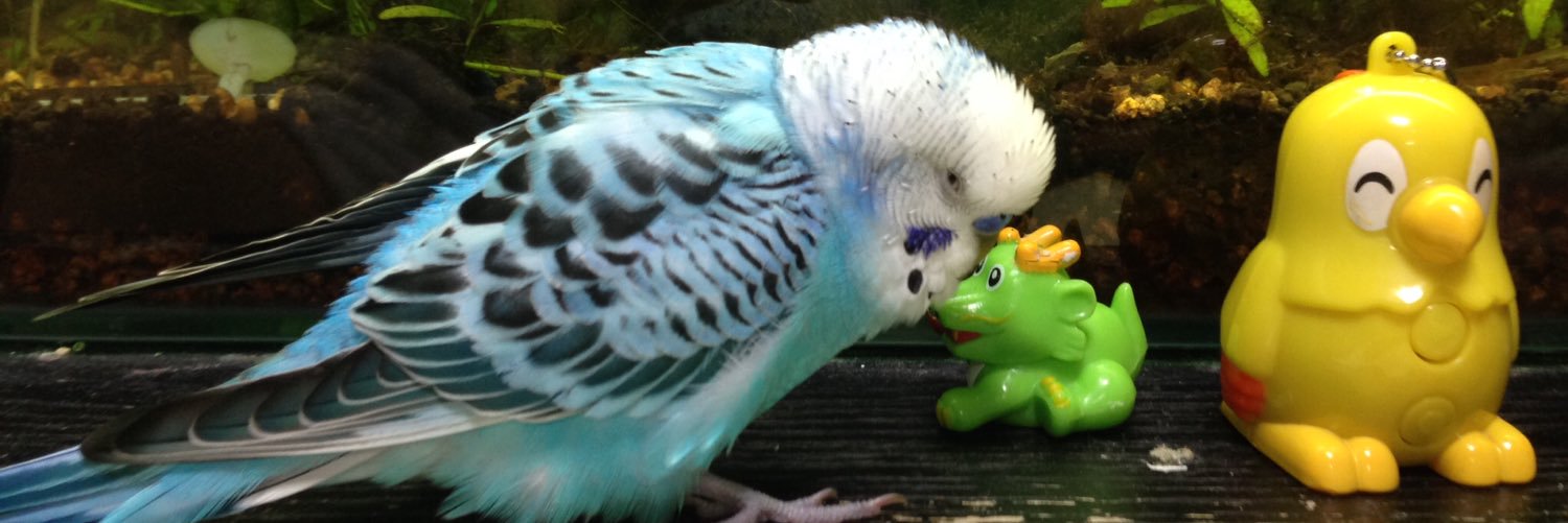 Parakeet__love's profile banner image