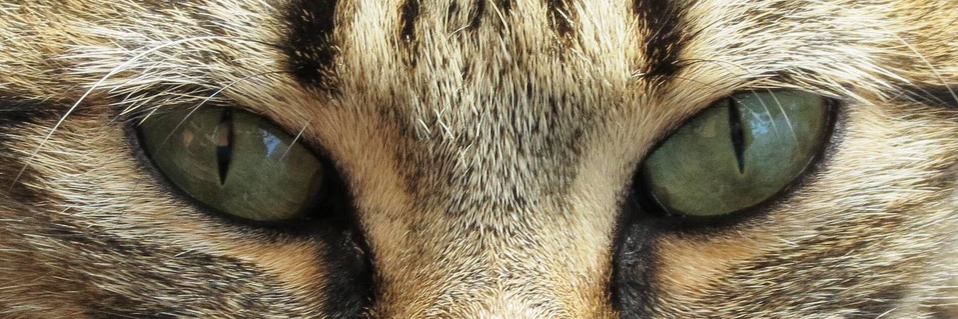 Afrus39's profile banner image