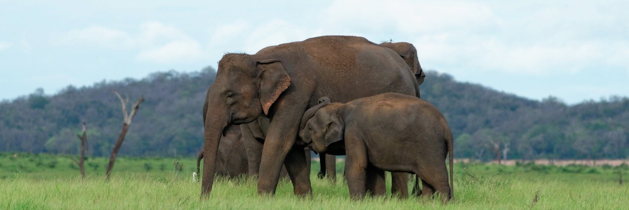 World Animal Protection India banner