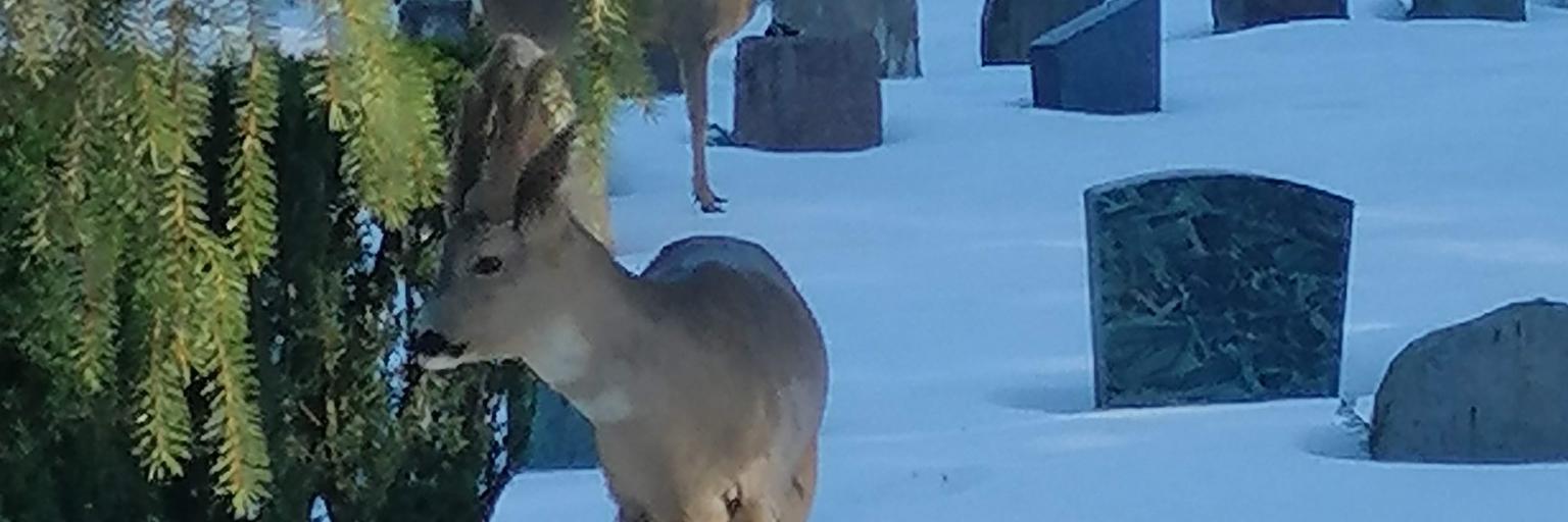 ole_opstad's profile banner image