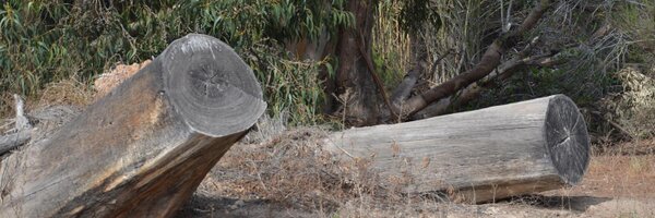 NePdAr Profile Banner