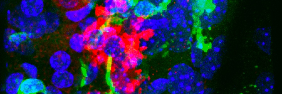 Conan O'Brien banner