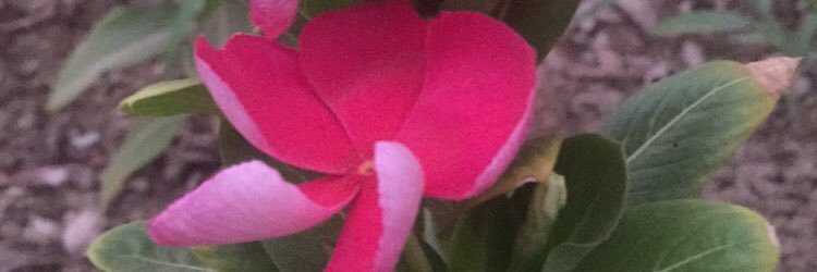 mssaira's profile banner image