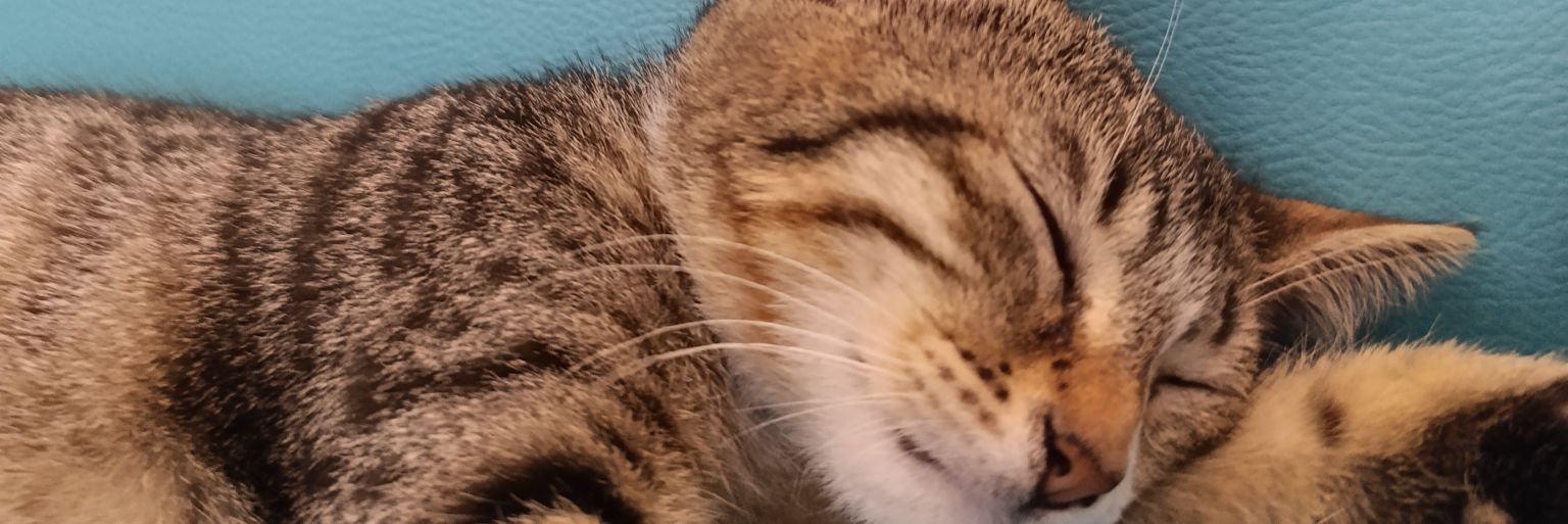 skyfaste's profile banner image