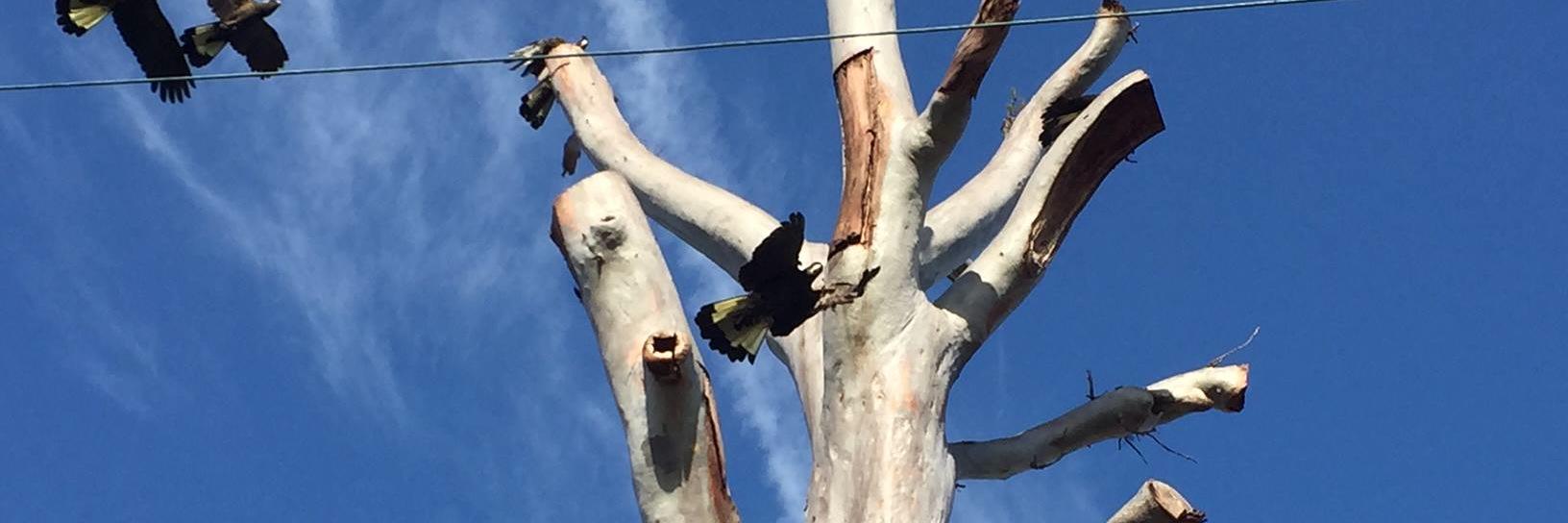 Addison Rd Centre banner