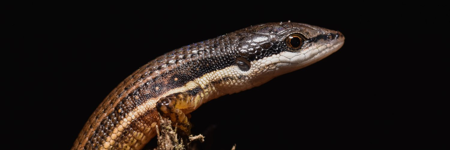 Daniel, con D de Dinamarca 🐍 banner