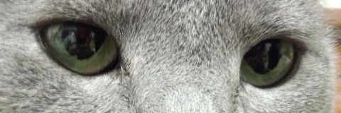 あすか@腐敗中 banner