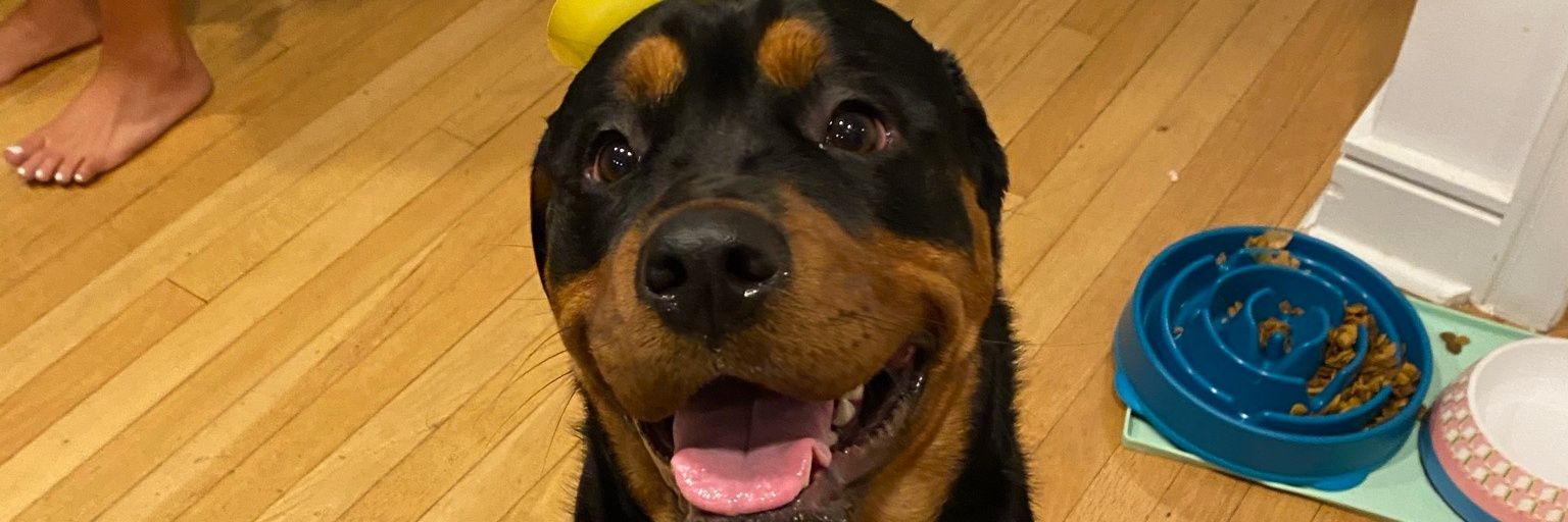 SpiggyMac's profile banner image