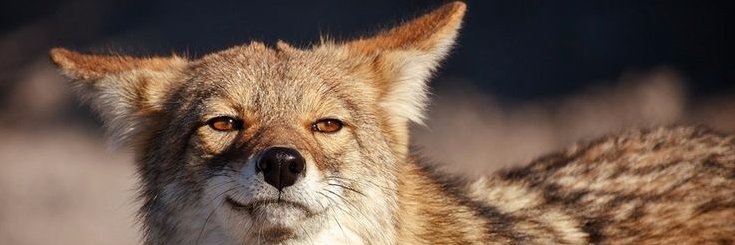 strayfox87's profile banner image