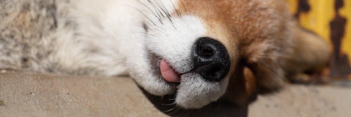 polydong's profile banner image