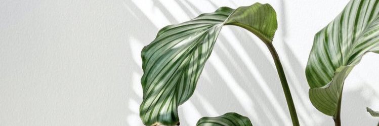 jerenceylan's profile banner image
