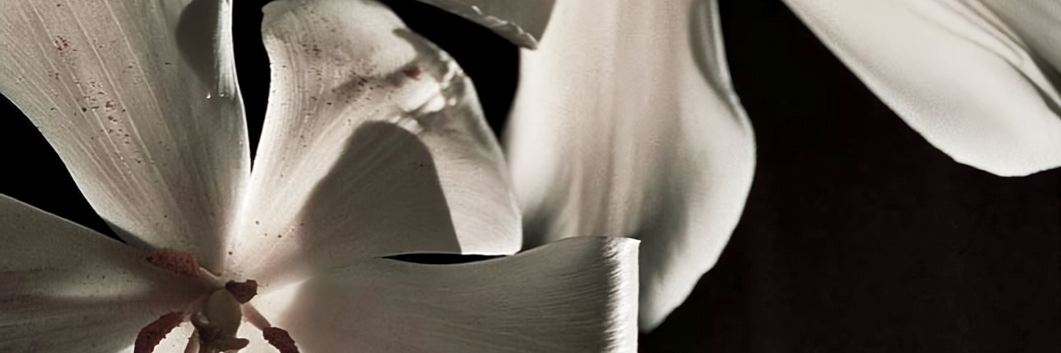 𝓜ae, mt after dm! banner