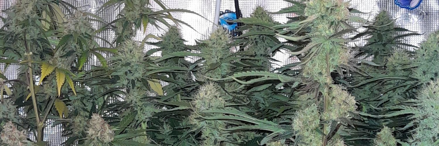 MrChilla4life👻 banner