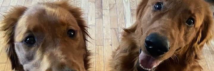 CDayskii's profile banner image