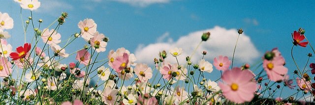 ayaners✨ banner