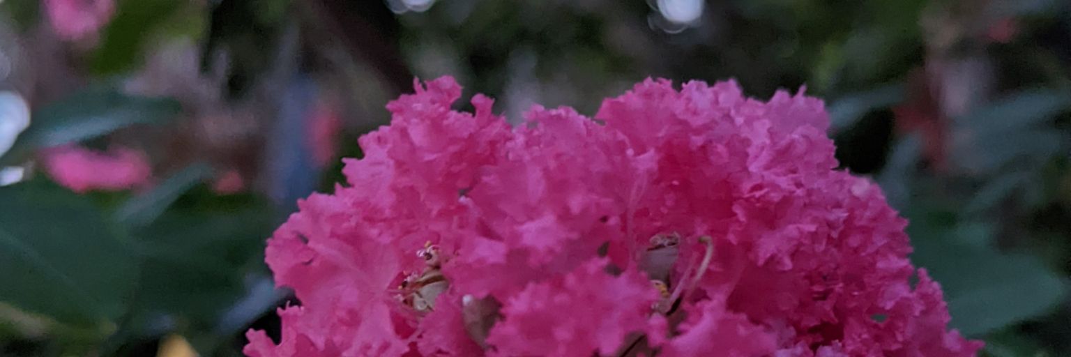Natonimor's profile banner image