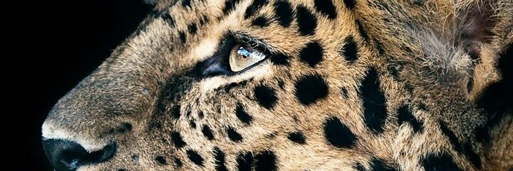13vann20's profile banner image