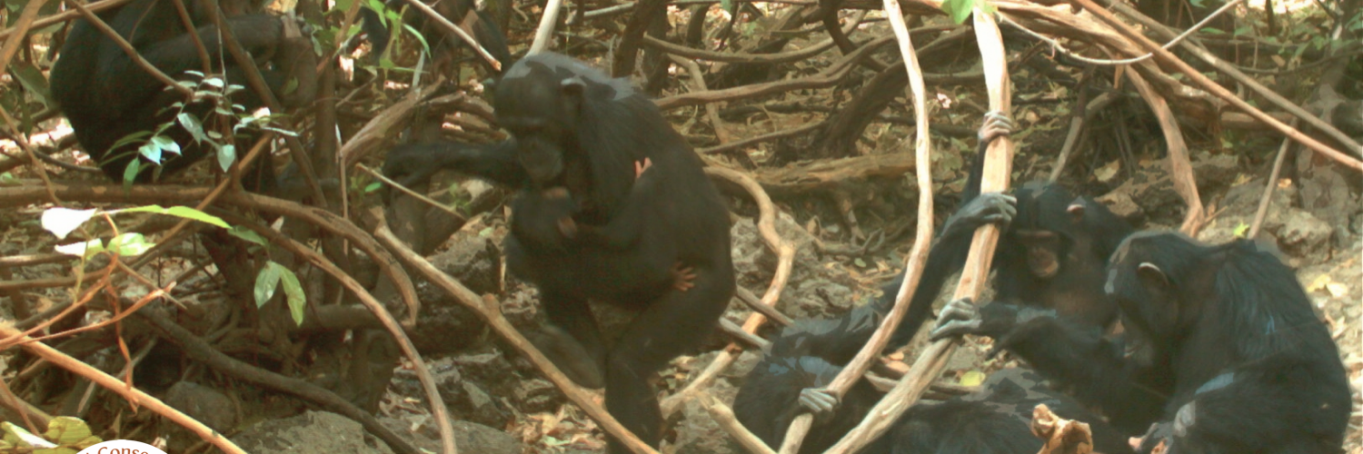 FalemeChimps's profile banner image