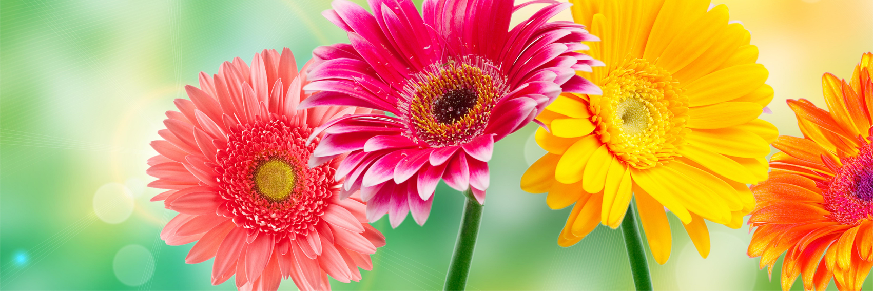 bhcelaya's profile banner image