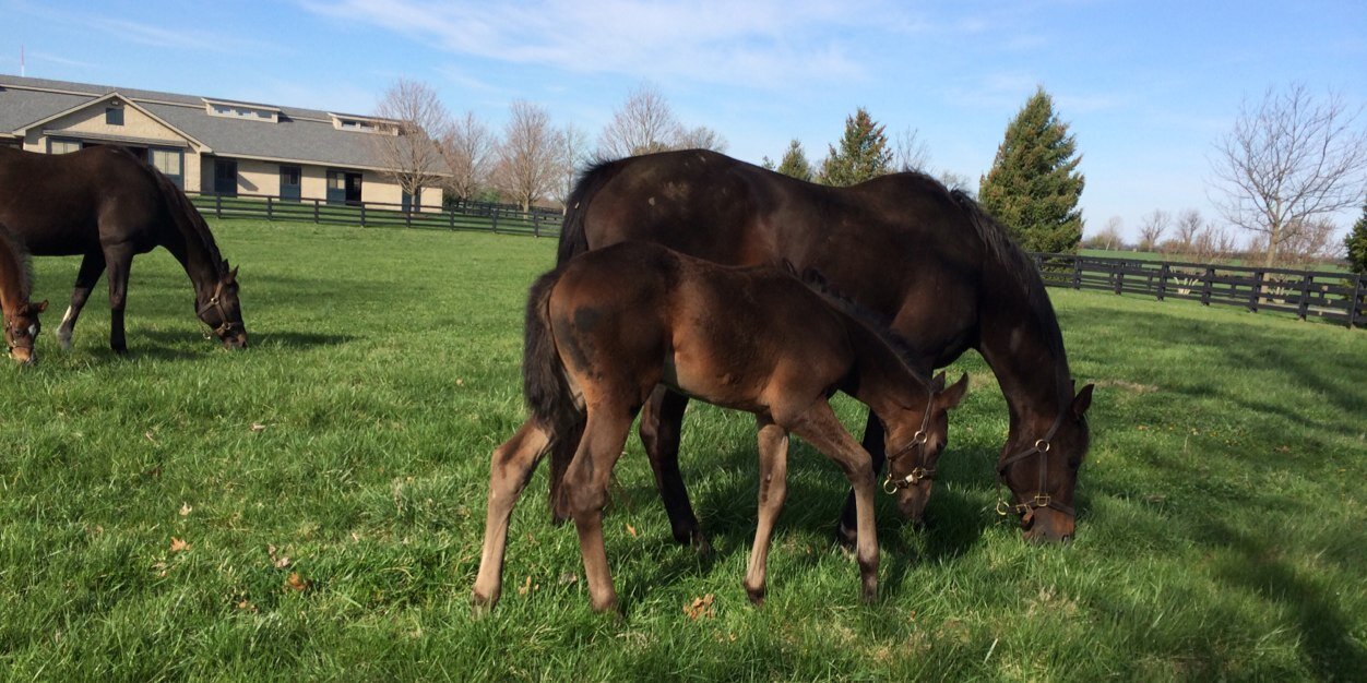 Mt. Brilliant Farm banner