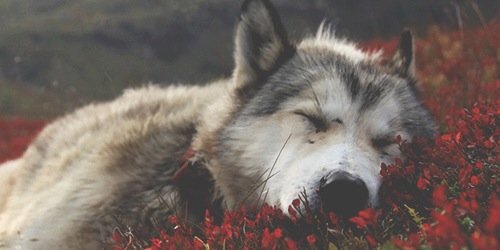 RanielFranco's profile banner image
