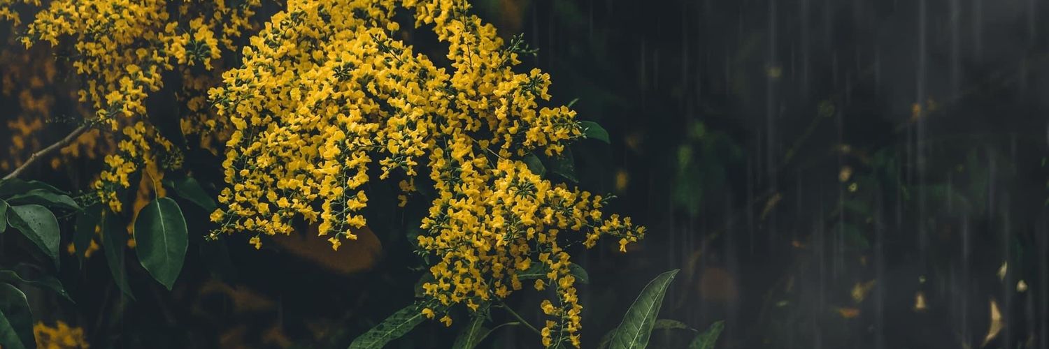 auaukhin's profile banner image