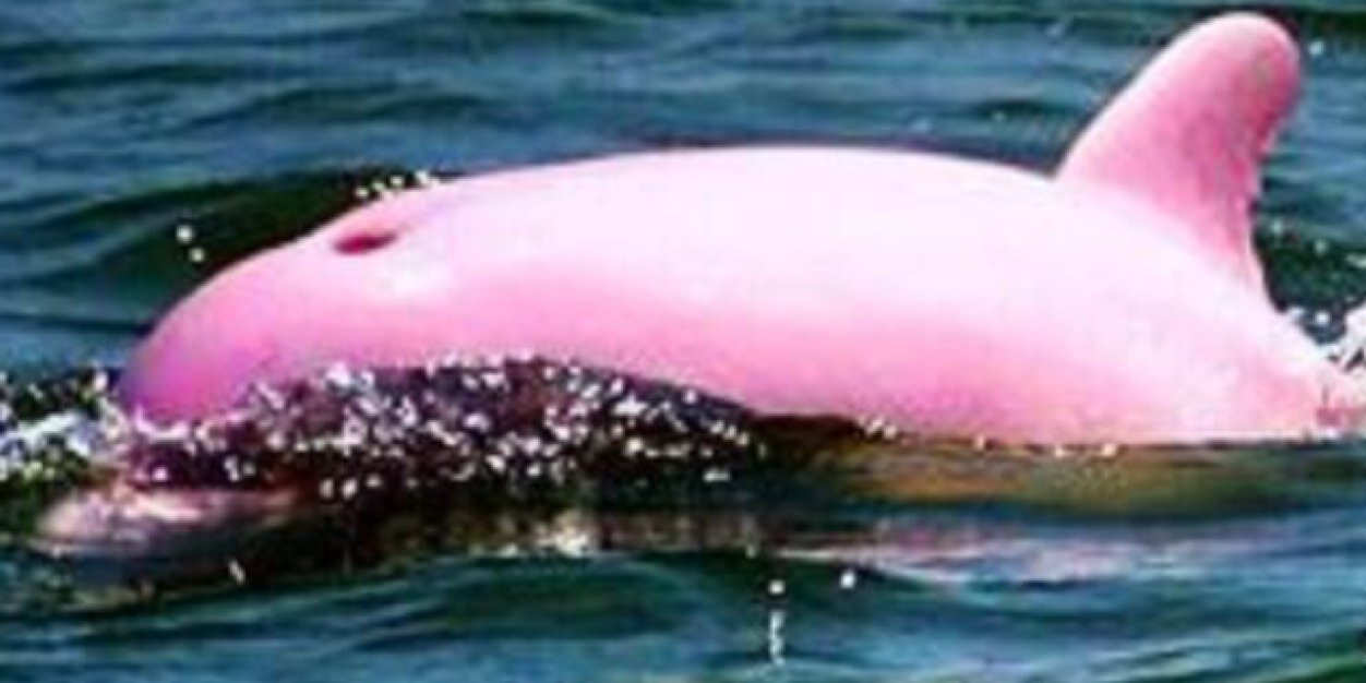 DolphinAnna's profile banner image
