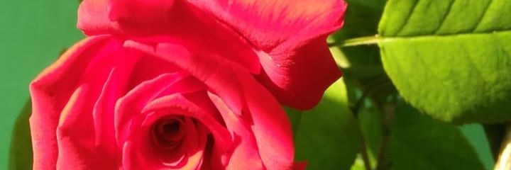 missluvhere's profile banner image