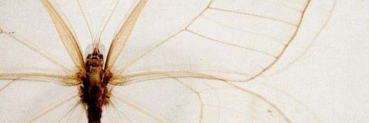 4eilan's profile banner image