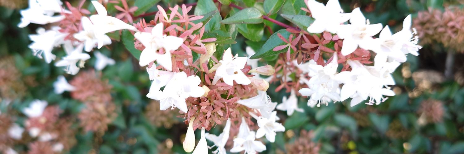 うにまる@客先常駐SE banner