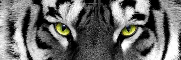 RANAkbw's profile banner image