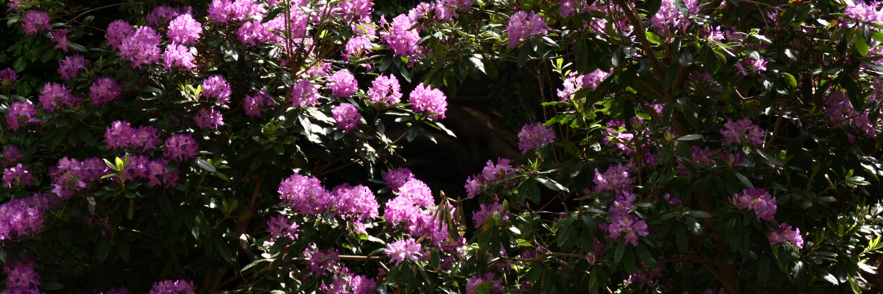 RutaSavickaite's profile banner image