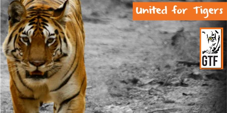 Global Tiger Forum's banner