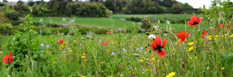 Els Corremarges banner