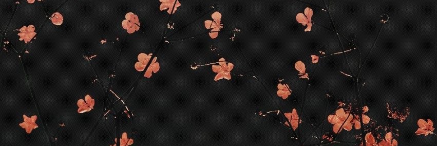 Flavia Siccha banner