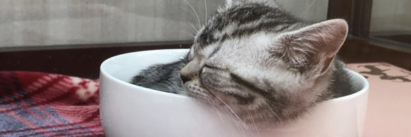 keiocat Profile Banner