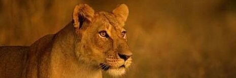 khaulane3's profile banner image