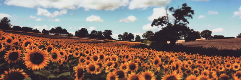 carysrd's profile banner image