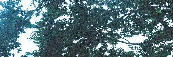 🐬 banner